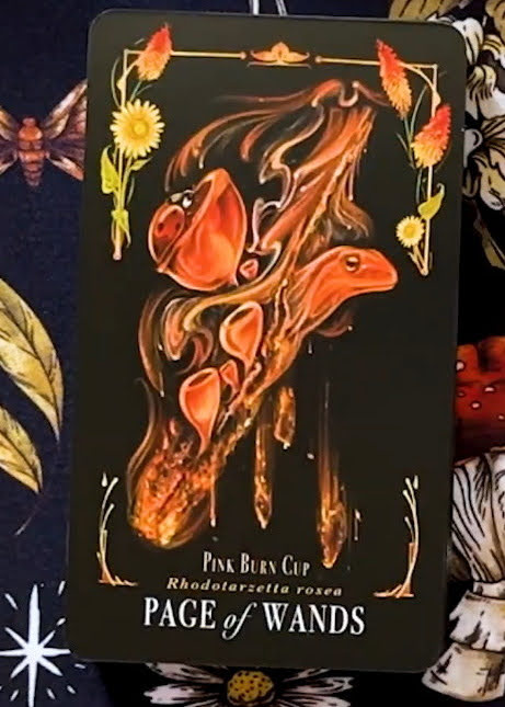Midnight Magic: A Tarot Deck of Mushrooms